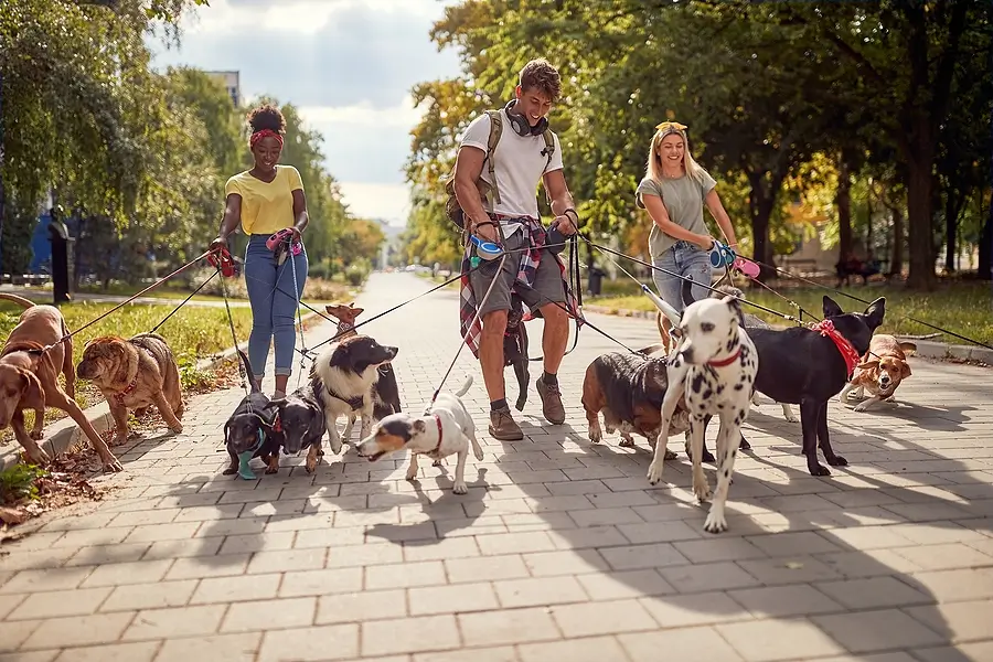 Philadelphia Emotional Support Animals, Service Animals, and Pets: Understanding the Key Differences