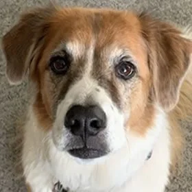 Picture of In Memory Of Penny (2010-2024)